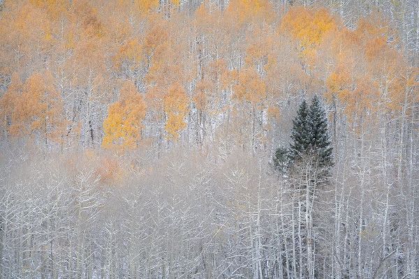 Jaynes Gallery 아티스트의 USA-Colorado-Uncompahgre National Forest Fresh autumn snow on aspens and evergreen작품입니다.